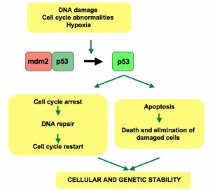 pathways of the p53 protein